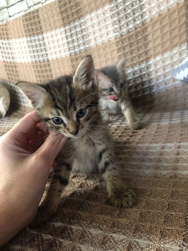 Отдам котят в добрые руки в Можайске. (1,5 мес.,помесь Май...