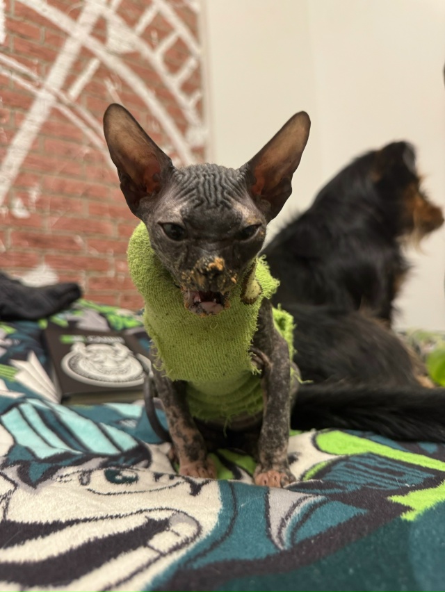 лыси попи Мизуки 🐈‍⬛
Всратость растет уверенная