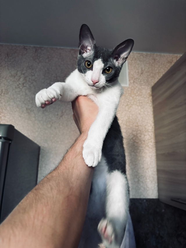 Малыш Сеня ❤️🐈‍⬛