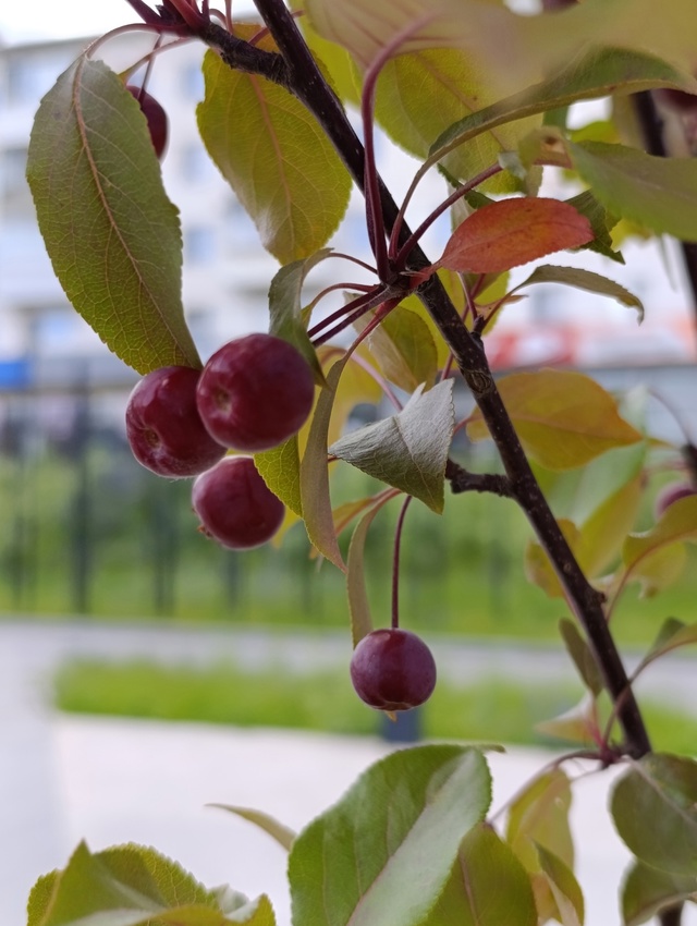 Радости июля 🍦🍒
Фото: Lyubava lv
