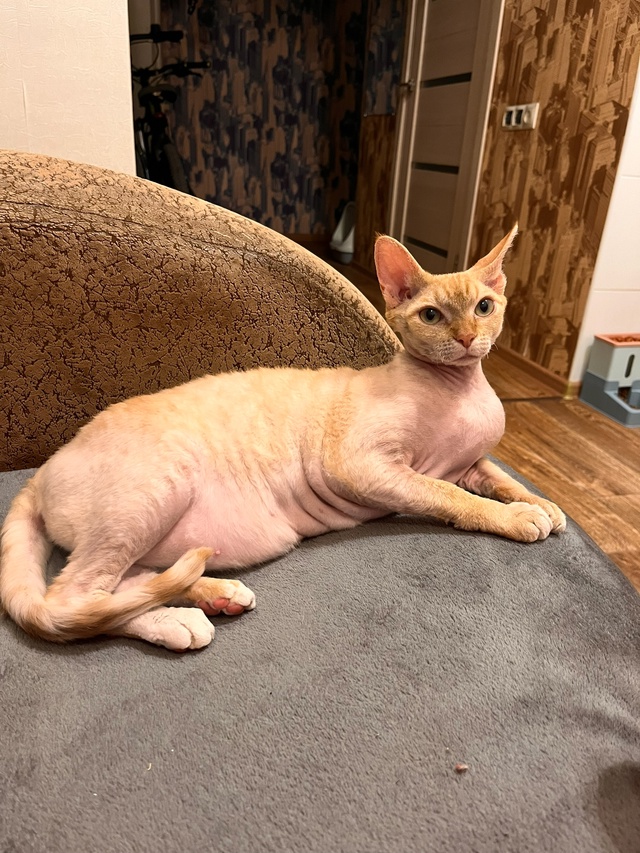 Моя Сыра , Сырок . В прошлой семье была Багирой .
Взяли п...