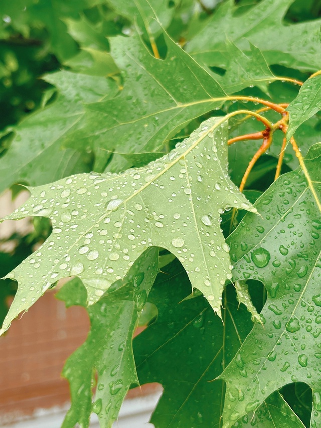Вот и июль 🌧️
📷 Сергей Чекалов