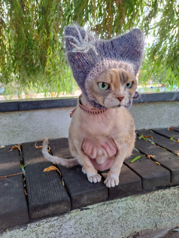 У любителей кошек новый тренд — вязаные шапочки для питомцев
Хозяева делают шапки с ушками, чтобы к