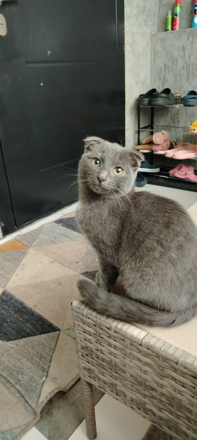 Отдаю в добрые руки, так как одна семья просили оставит...