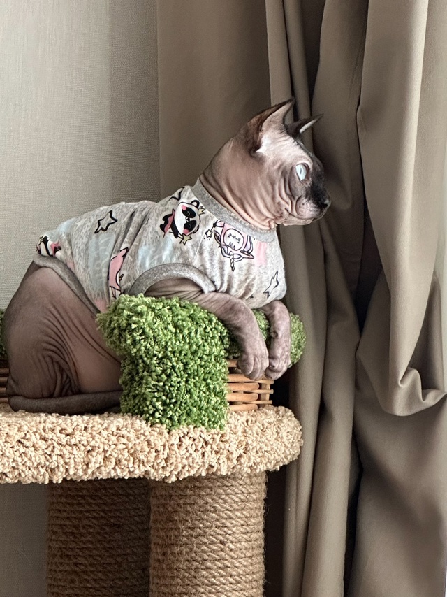 Кот Вагнер ???
Этим летом отмечаем пять лет совмес...