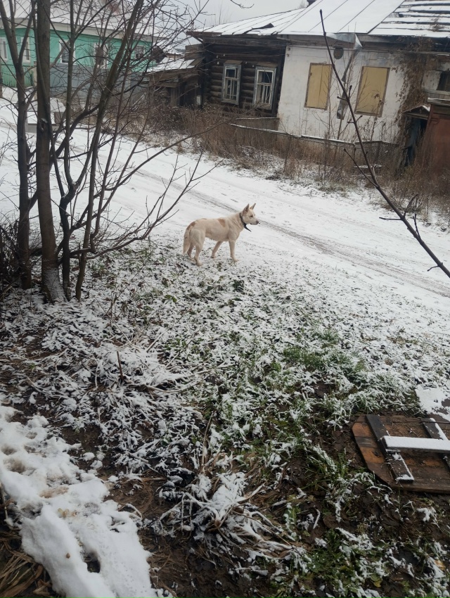 Хозяева заберите уже пожалуйста своего пса.анон.