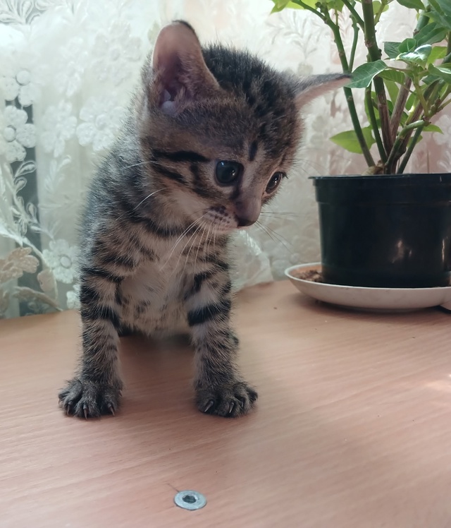 Отдам котят в добрые руки от Бенгальской кошки! Мальчи?...