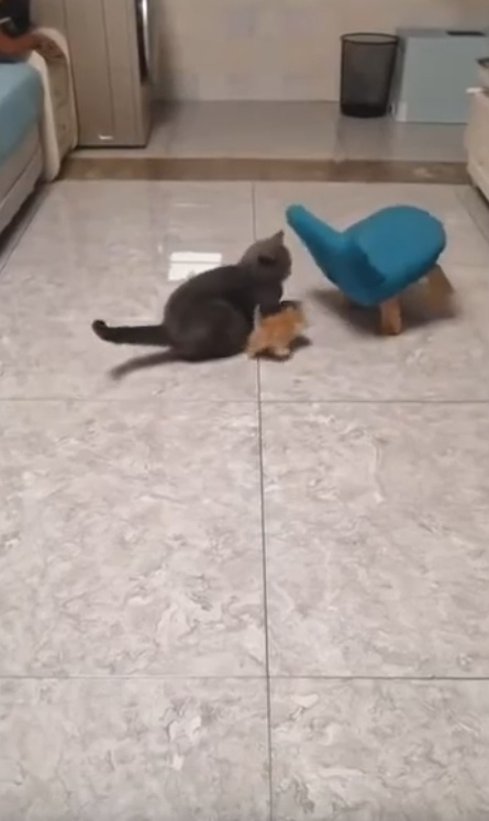 Ну это же просто матери-кошки года!