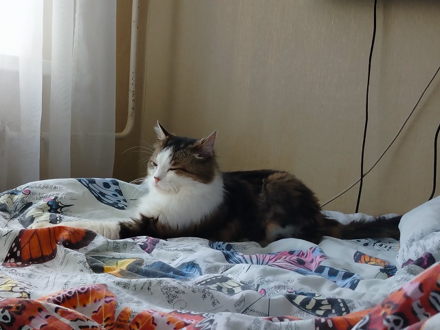 Знакомьтесь, кот Прохор.Ему 13 лет.