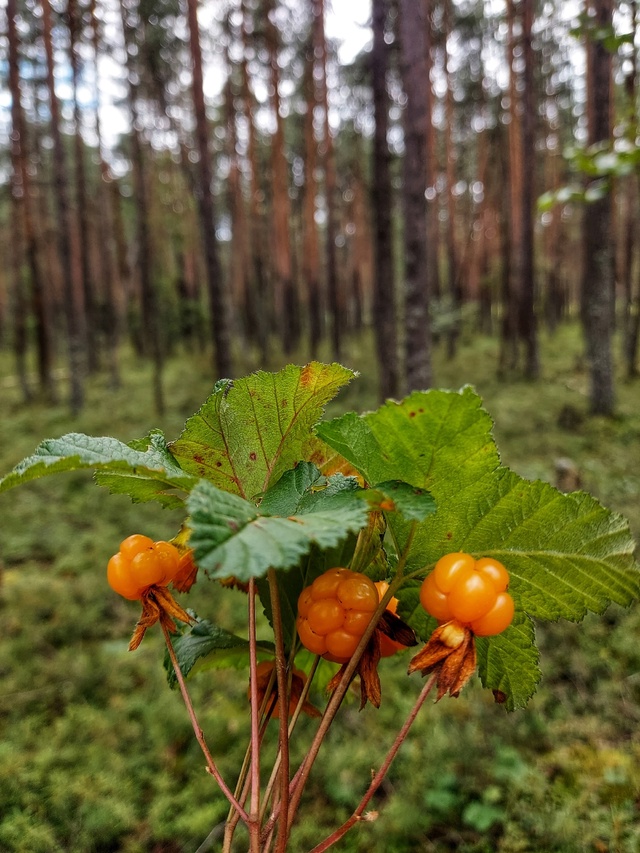Доброй ночи, Никольск❤
