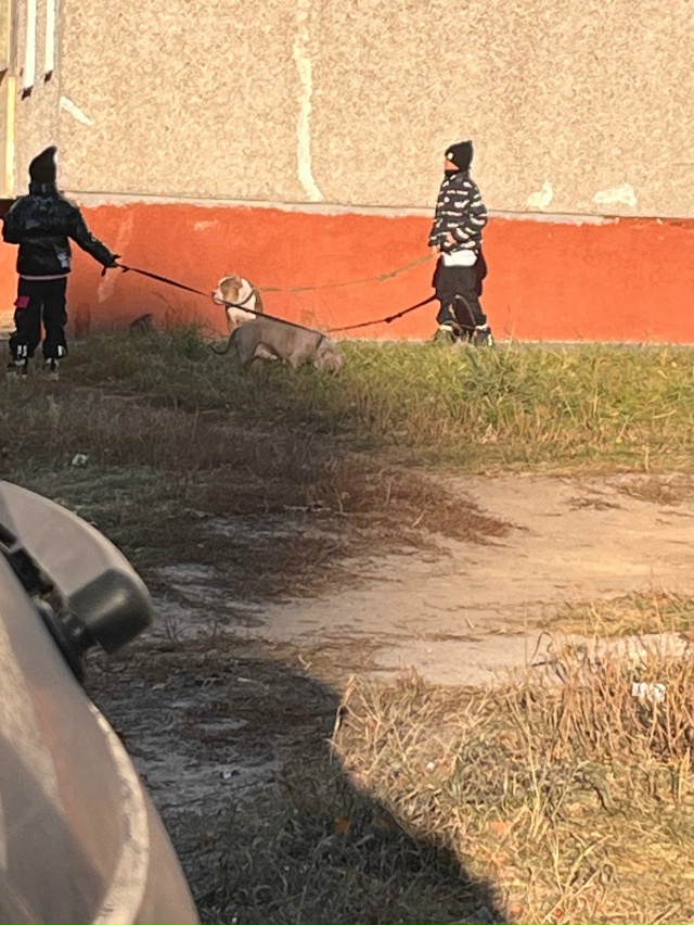 Это нормально что дети гуляют с такими собаками на пос?...