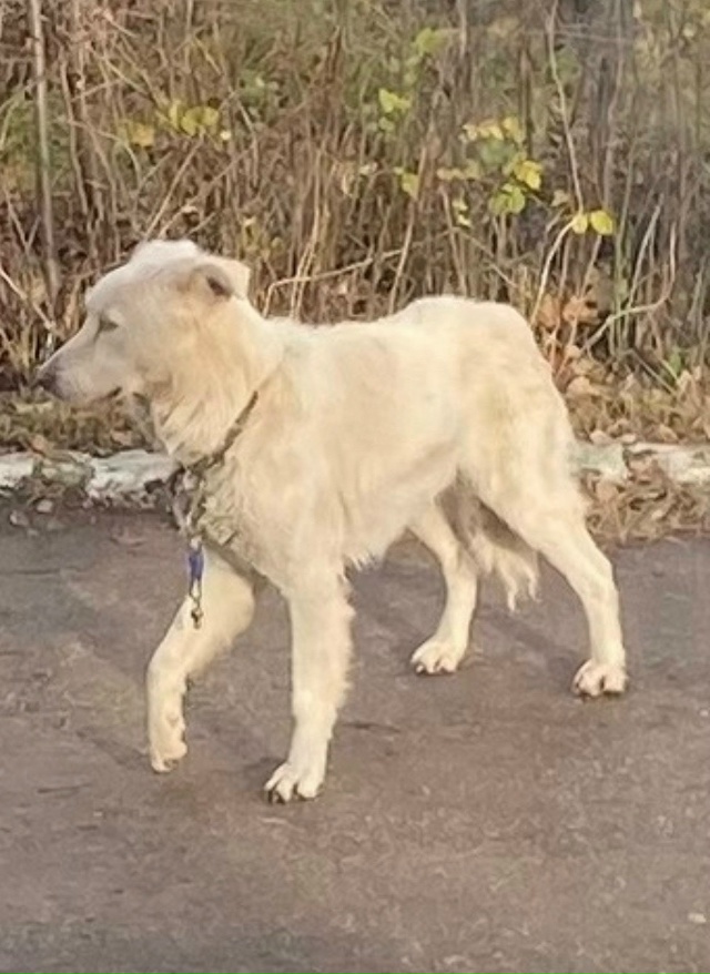 Здравствуйте!В центре около недели скитается пес,с оше...