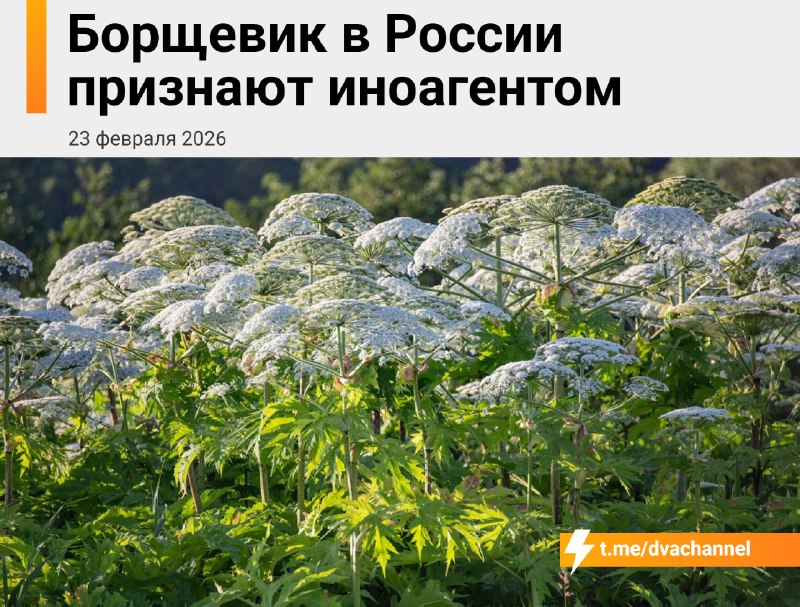 Борщевик в России признают иноагентом
В Нижегородской области составят реестр «растений-иноагентов»