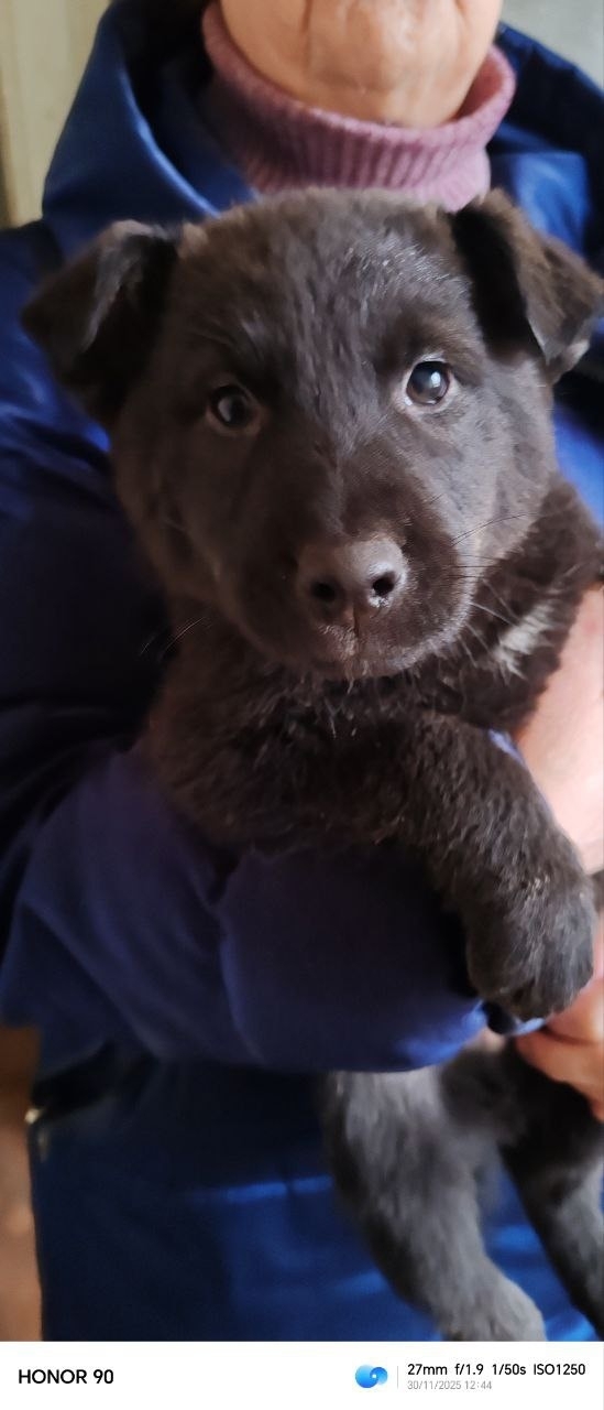 🦁Рубрика «Животные» #Животные@podslushanoperm
⠀
1) Пропала со...