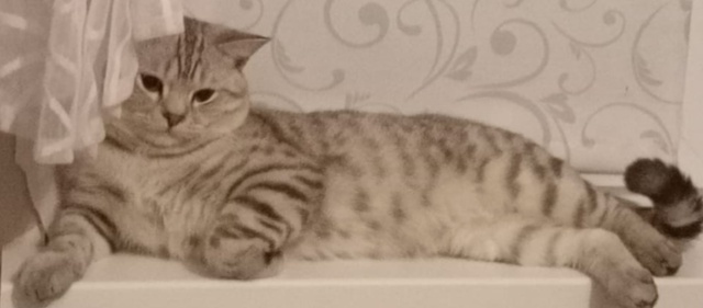 Пропал кот. Если кто-нибудь увидит, сообщите, пожалуйст...