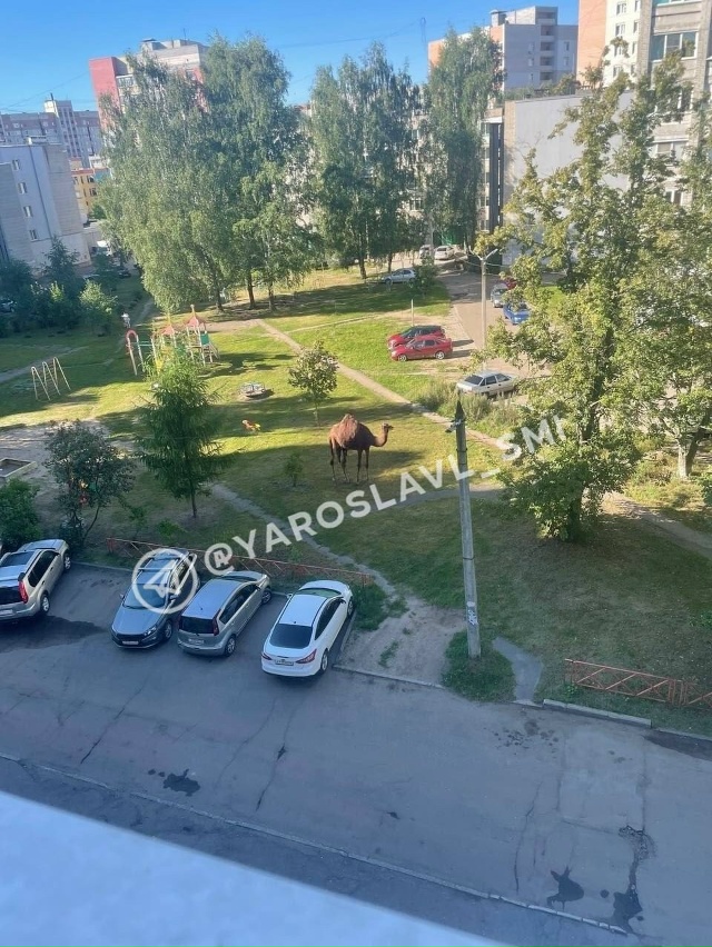 ? Неожиданный гость на пр.Доброхотова, 5, Ярославль