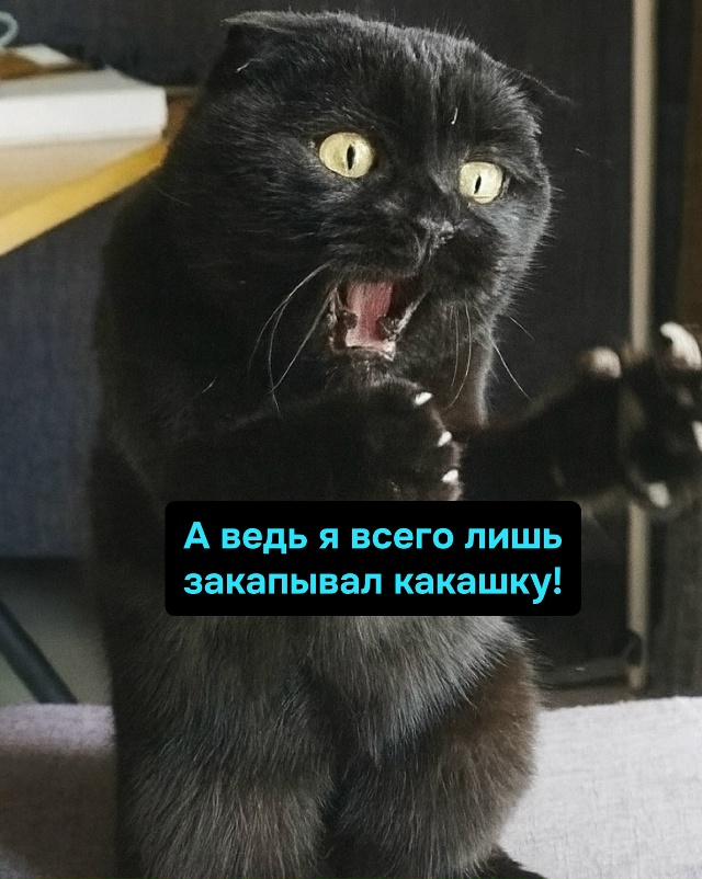Кошачья жизнь: за говно — тапок, за порядок — тапок. Ка?...