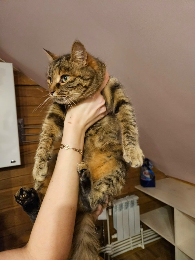 🐈Кошечка ищет дом в Можайске🐈
Была отловлена на улиц...