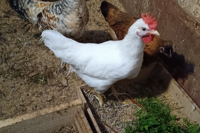Добрый день! Продам белого петушка 2,5 месяца, уже кукар?...