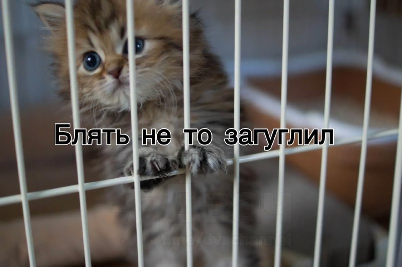 ⚡️⚡️⚡️Для Рунета наступил чёрный день: Госдума приняла закон, по которому могут наказать даже за пои