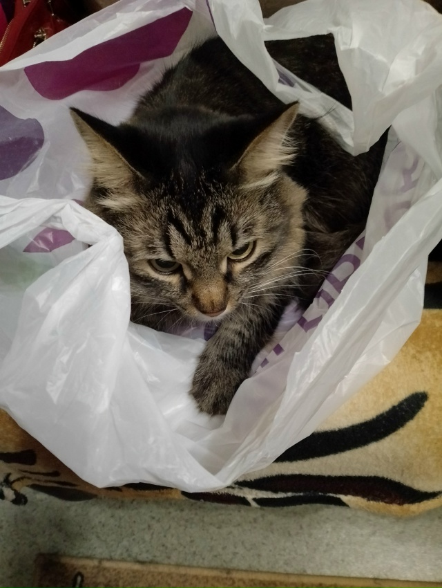 Абдулка любит пакеты, сумки,шкафы,коробки и легко в них...