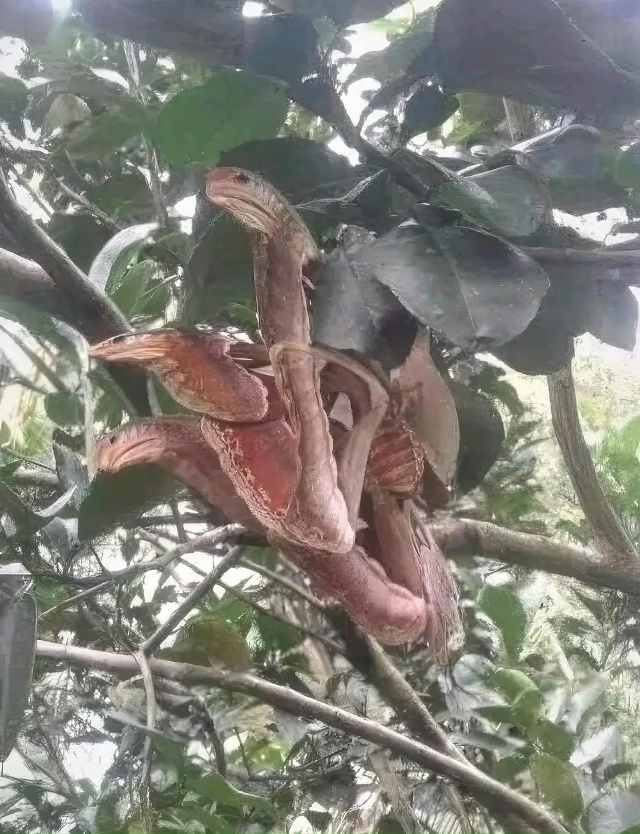 Attacus Atlas — удивительная бабочка, замаскированная под з?...