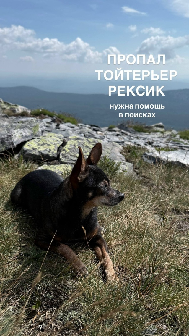 ‼️Продолжаем искать Рексика!
Благодарю за ваши репос?...