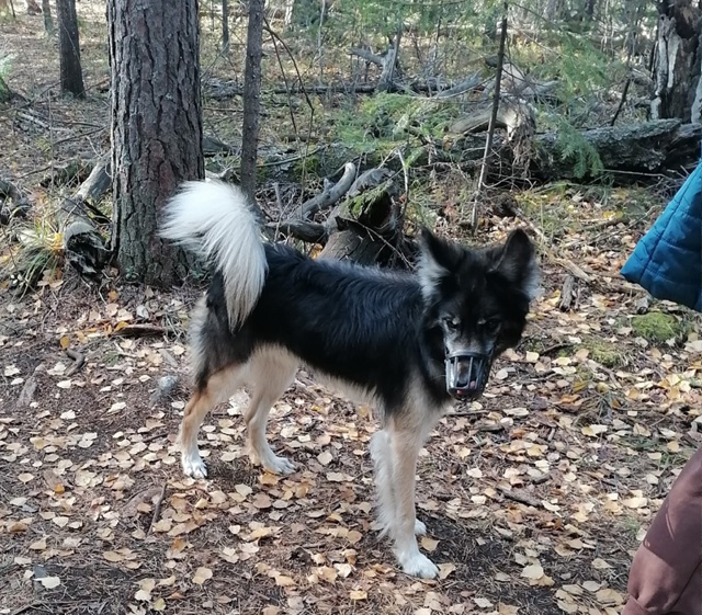 ПОСЁЛОК ВЕРХ НЕЙВИНСК, СНТ5
13 ИЮЛЯ ДНЁМ С ПРИВЯЗИ СБЕЖА?...