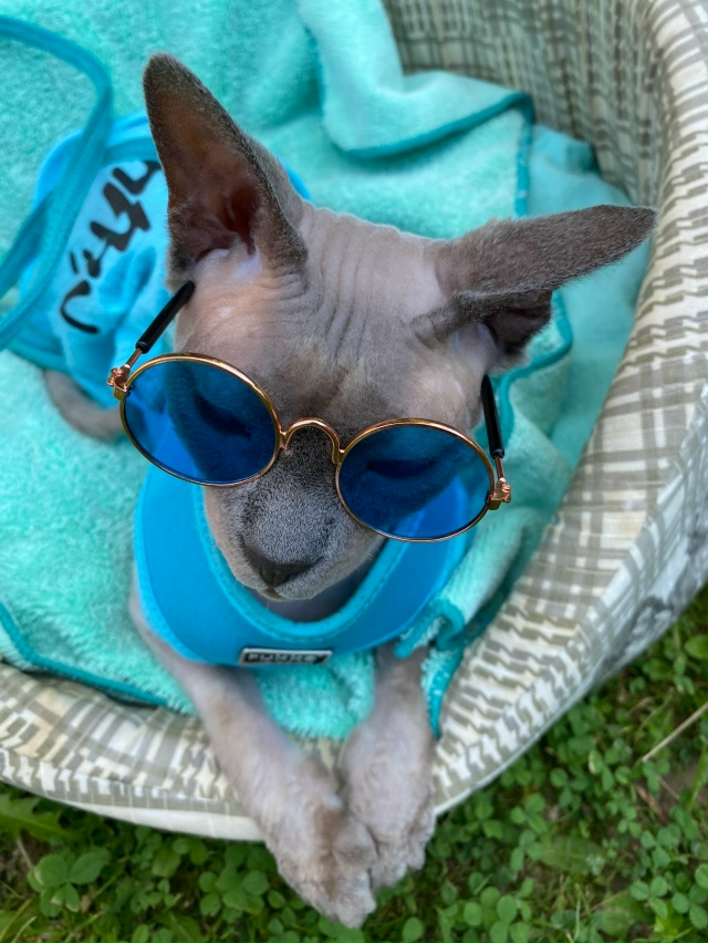 Бесик отдыхает 😸🥰