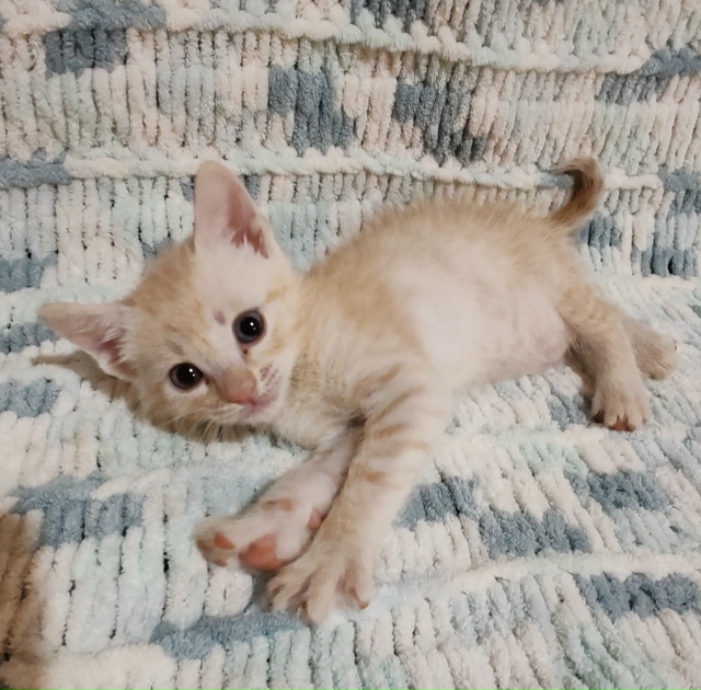 Отдам котят в добрые руки 🤲
4 мальчика рыжих
1 сереньк?...