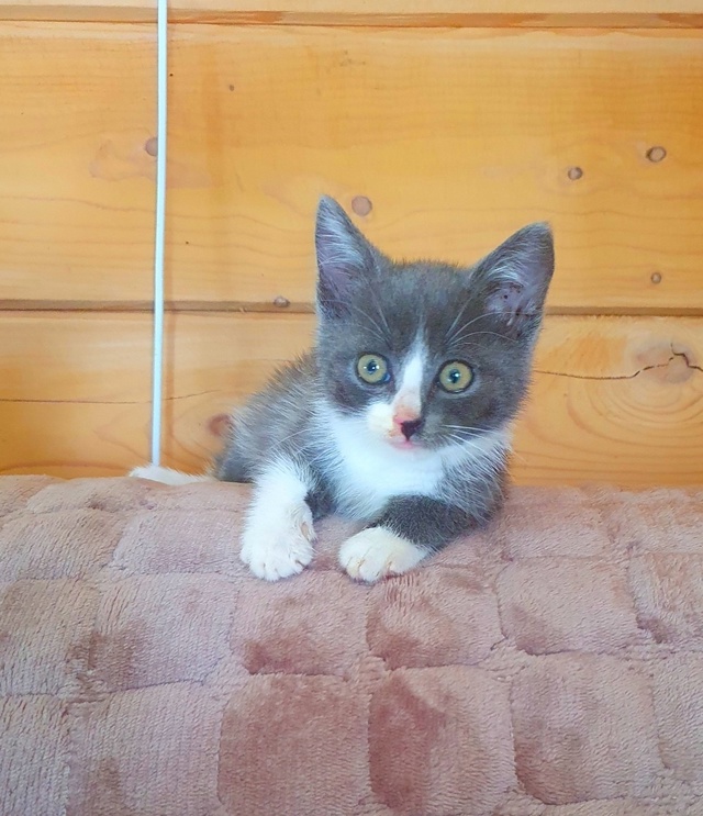 🐈Котята ищут дом🐈
Были спасены с улицы.
Оба мальчики...