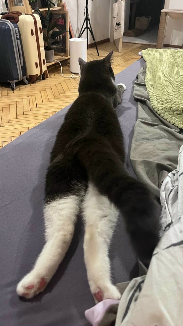 Саманта, найдена на улице, любима и сыта