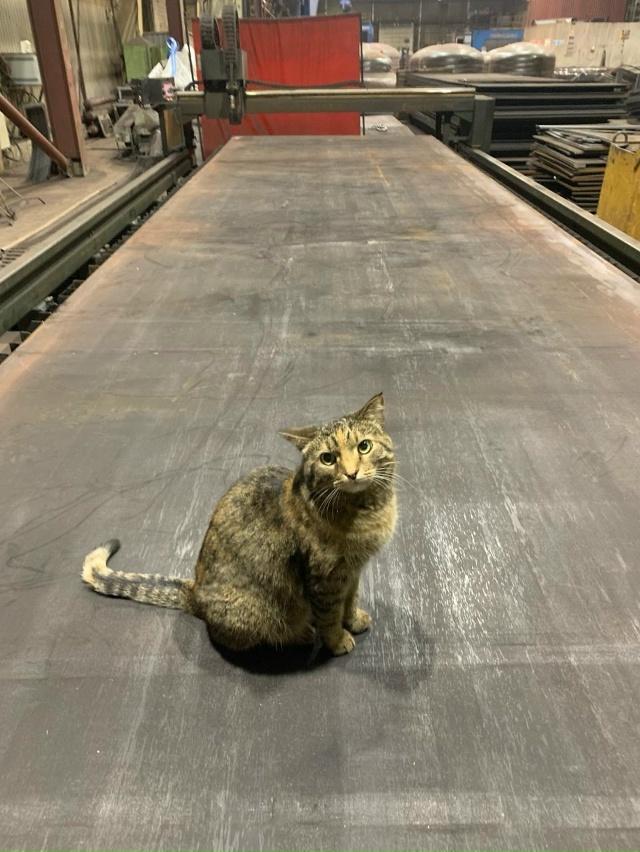 Сегодня после сытного обеда решил немного скоротать с?...