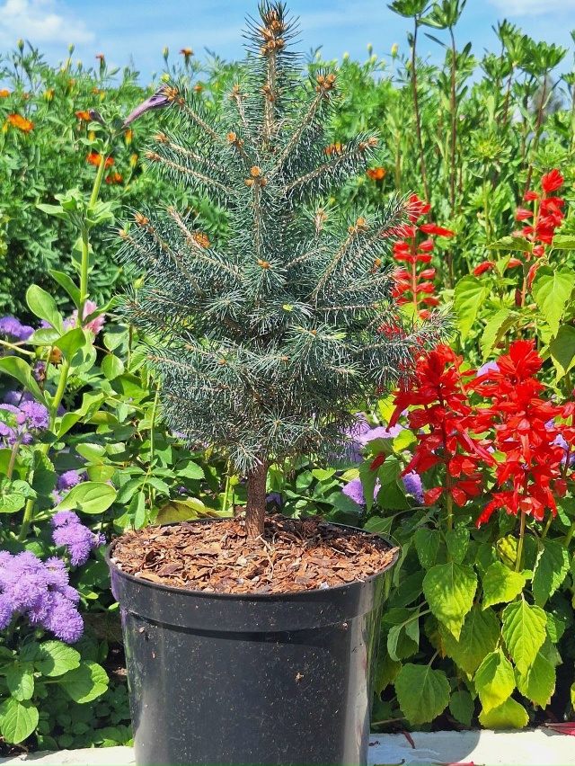 Создайте свой зеленый оазис! 🌳✨
Мечтаете о пышной жив...