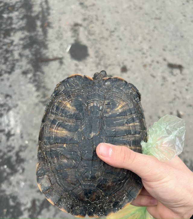 Кто потерял черепаху в районе восьмиэтажке.