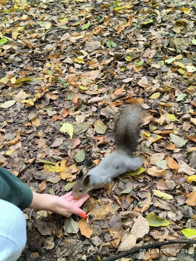 Балашихинские белки уже меняют шубки 🥰
И кушают с ру...