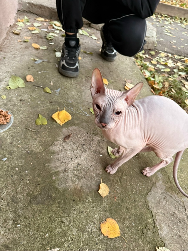 Добрый вечер, опубликуйте пожалуйста 🙏🏻
Нашли котик...