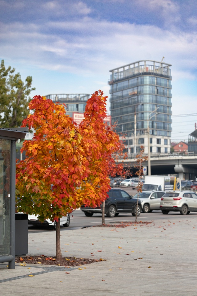 Осенний Воронеж прямо сейчас🍂🍁