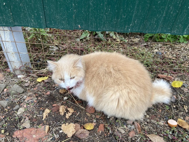 Котика машина сбила по улице Горького! Чей красавец?