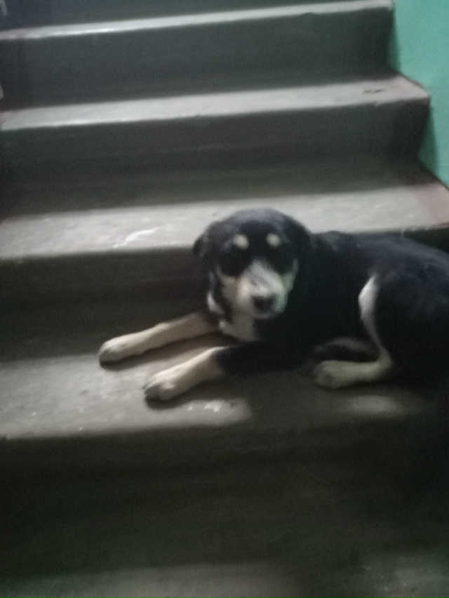 Чей щенок?находиться на Ленина д7 1подъезде