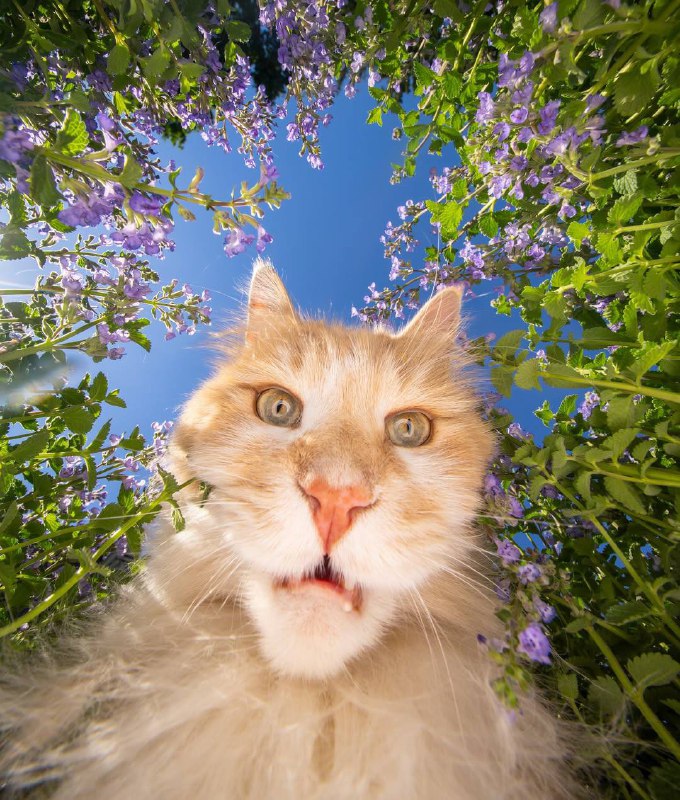 Pov: Вы мышь🤩