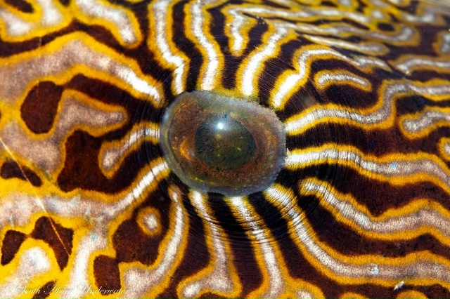 Сможете понять где чьё зеркало души? Глаз - сенсорный ?...