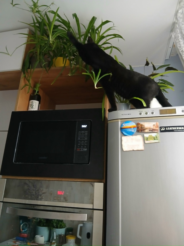 Ева грустит, кот Кекс в гостях как дома