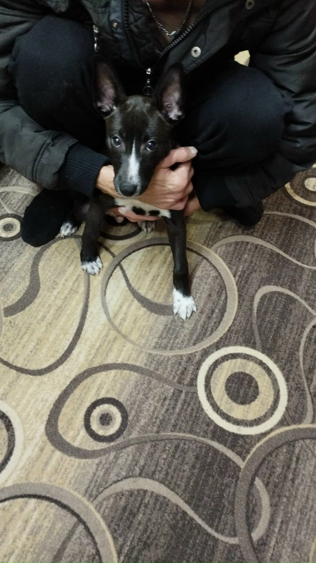 Добрый вечер , в деревне Юрятино , подкинули собаку , ма?...