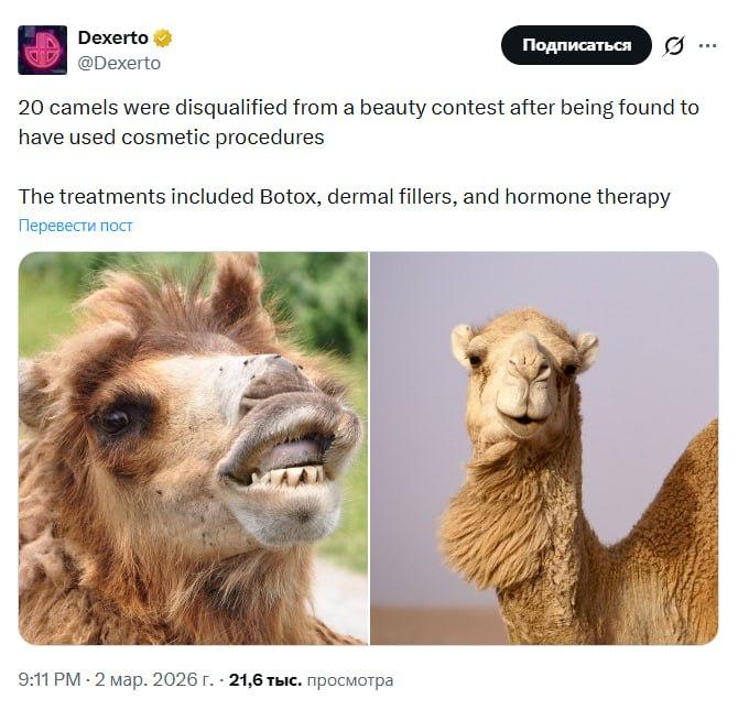 20 верблюдиц дисквалифицировали с конкурса красоты после того, как выяснилось, что они использовали