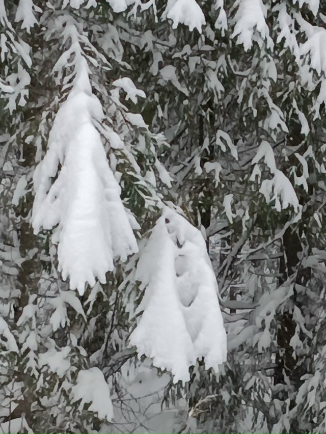 ❄️Ноябрьский лес радует своими снежными нарядами.
_____...