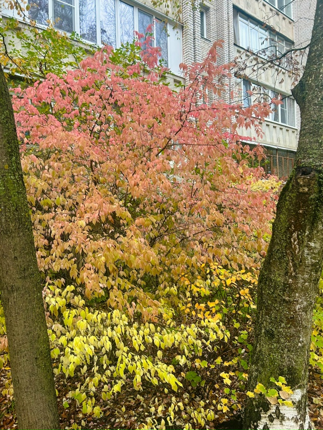 И еще немного поздней осени