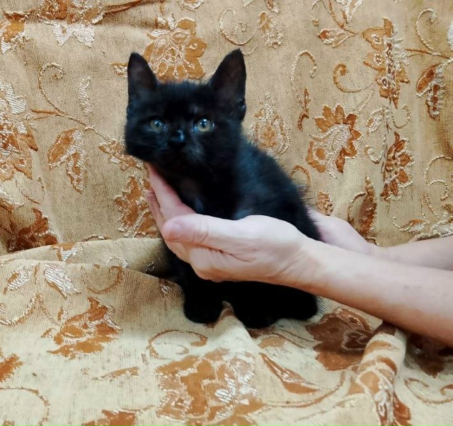 Коты и кошечки ищут дом
89308413854