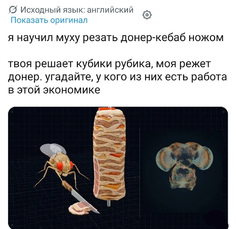 Мы официально живём в киберпанке — симуляцию мозга мухи уже используют и для клипов, и для игры в DO
