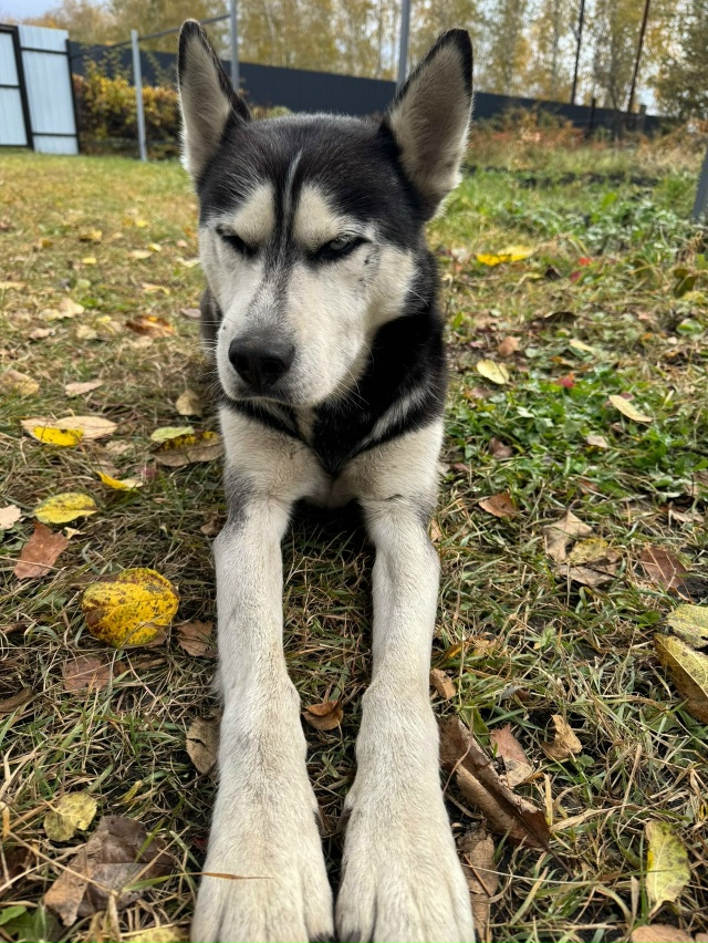 Вот такой красавчик пришел на дачу в чистых прудах. До ?...